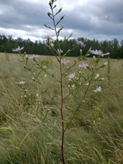Symphyotrichum oolentangiense
