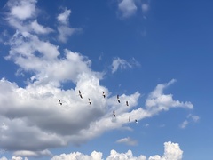 Phoenicopterus roseus