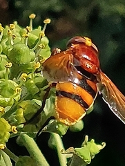 Volucella zonaria