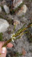 Lachnaea capitata