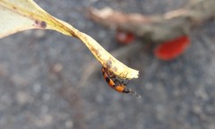 Episcaphula australis