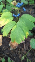 Caulophyllum thalictroides