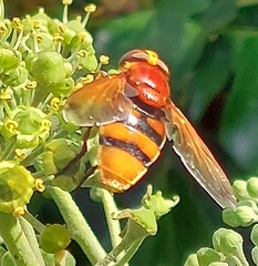 Volucella zonaria