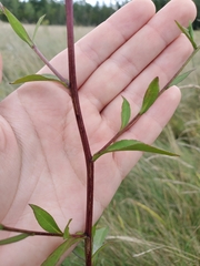 Symphyotrichum oolentangiense
