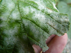 Erysiphaceae