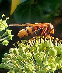 Volucella zonaria