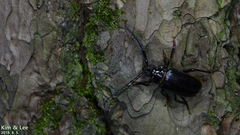 Prionus insularis