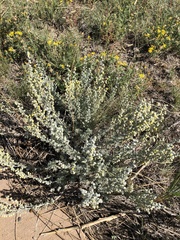 Artemisia frigida