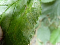 Erysiphaceae