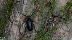 Prionus insularis