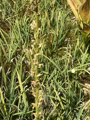 Platanthera sparsiflora