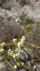 Lachnaea capitata