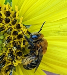 Melissodes trinodis