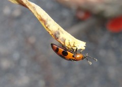 Episcaphula australis