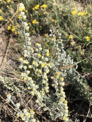Artemisia frigida