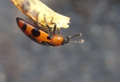 Episcaphula australis