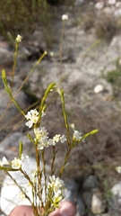 Lachnaea capitata