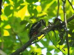 Dendrocopos major