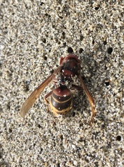 Vespa crabro