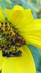 Melissodes trinodis