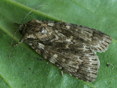 Acronicta auricoma