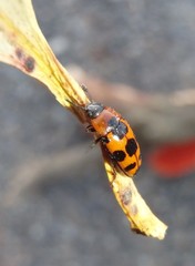 Episcaphula australis