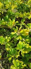 Scaevola taccada