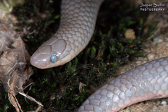 Carphophis amoenus helenae