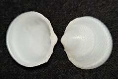 Divalinga quadrisulcata