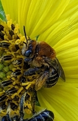 Melissodes trinodis