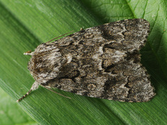 Acronicta auricoma