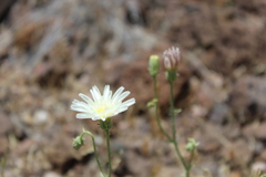 Calycoseris wrightii