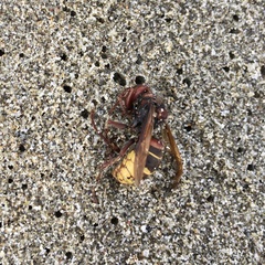 Vespa crabro