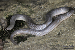 Carphophis amoenus helenae