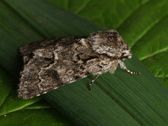 Acronicta auricoma