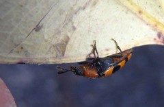 Episcaphula australis