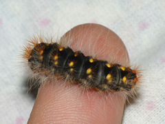 Acronicta auricoma