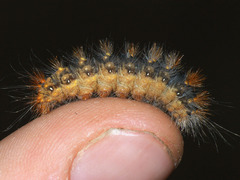 Acronicta auricoma