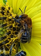 Melissodes trinodis