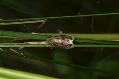 Syricoris lacunana