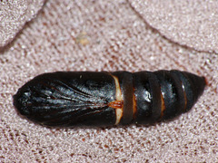 Acronicta auricoma