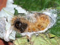 Acronicta auricoma