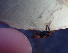 Episcaphula australis