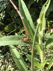 Chauliognathus marginatus