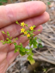 Hypericum mutilum