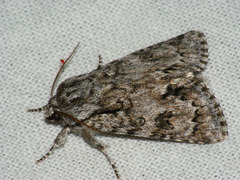 Acronicta auricoma
