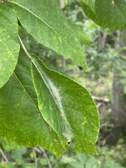 Epipaschia superatalis