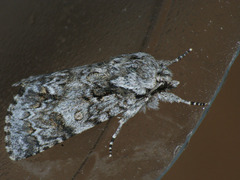 Acronicta auricoma