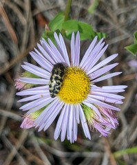 Acmaeodera decipiens