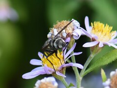 Graphomya maculata